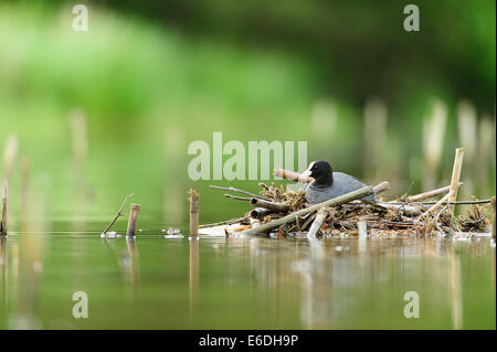 Eurasische Coot in einem Sumpf in la Dombes Region, Departement Ain, Frankreich Stockfoto