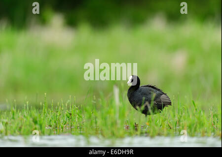 Eurasische Coot in einem Sumpf in la Dombes Region, Departement Ain, Frankreich Stockfoto