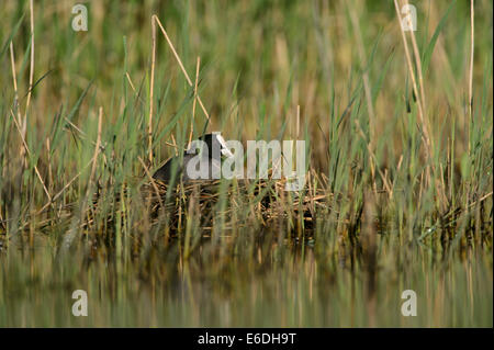 Eurasische Coot in einem Sumpf in la Dombes Region, Departement Ain, Frankreich Stockfoto