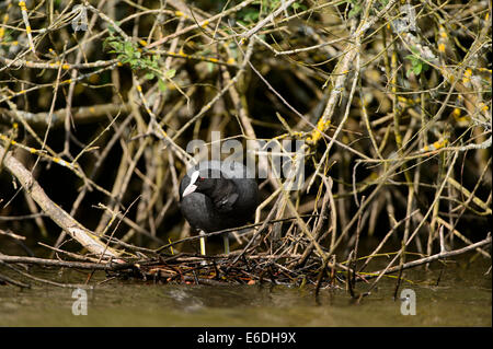 Eurasische Coot in einem Sumpf in la Dombes Region, Departement Ain, Frankreich Stockfoto