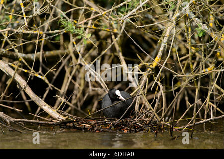 Eurasische Coot in einem Sumpf in la Dombes Region, Departement Ain, Frankreich Stockfoto