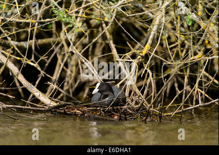 Eurasische Coot in einem Sumpf in la Dombes Region, Departement Ain, Frankreich Stockfoto