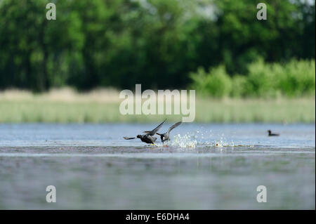 Eurasische Coot in einem Sumpf in la Dombes Region, Departement Ain, Frankreich Stockfoto