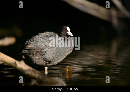 Eurasische Coot in einem Sumpf in la Dombes Region, Departement Ain, Frankreich Stockfoto