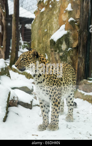 Persischer Leopard in Gehege im Winter Stockfoto