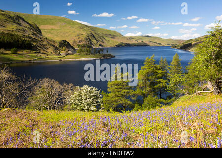 Glockenblumen über Haweswater im Lake District, Großbritannien. Stockfoto