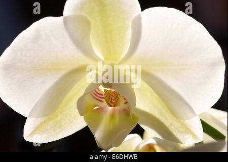 Nahaufnahme der weißen Orchideenblume, die die durchscheinenden Blütenblätter zeigt. Hintergrundbeleuchtung mit dunklem Hintergrund. Stockfoto