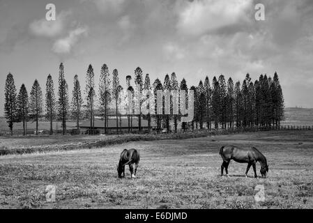 Pferde grasen auf der Weide mit Scheune, Stallungen am Koele und Cook-Kiefern. Lanai, Hawaii. Stockfoto