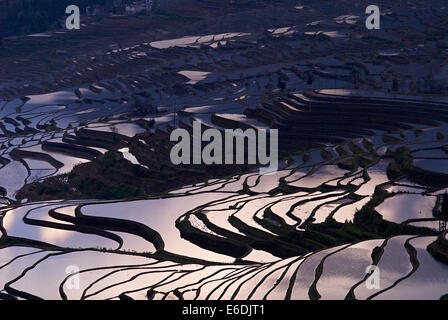 China, Yunnan, Yuanyang, terrassierten Reisfelder Stockfoto