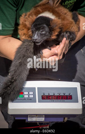 London, UK. 21. August 2014. Jährliche Tiere wiegen bei der ZSL London Zoo Credit: Guy Corbishley/Alamy Live-Nachrichten Stockfoto