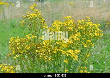 Oxford-Kreuzkraut (Senecio Squalidus) blühen im Sommer Stockfoto