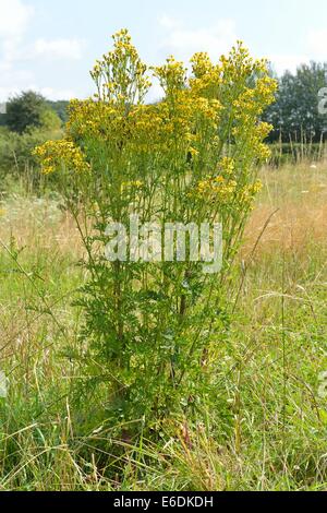 Oxford-Kreuzkraut (Senecio Squalidus) blühen im Sommer Stockfoto