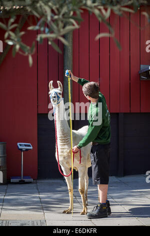 London, UK. 21. August 2014. Jährliche Tiere wiegen bei der ZSL London Zoo Credit: Guy Corbishley/Alamy Live-Nachrichten Stockfoto