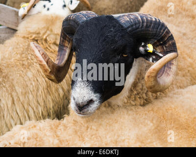 Eine schwarze Rasse Schafe auf Egton Agricultural Show 2014 konfrontiert Stockfoto