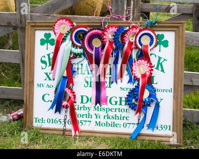 Ein Preis-Gewinner-Rosetten für Landwirt Cyril Dougherty von Kirby Misperton für seine Charollais Rasse Schafe im Egton Agricultural Show Stockfoto