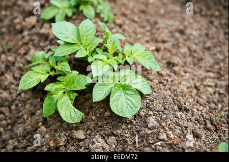 Junge Maris Piper Kartoffelpflanzen im Gemüsegarten wachsen. Stockfoto