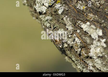 Zikade Zirpe (Cicada Orni - Tettigia Orni) männlichen Gesang auf der Rinde eines Baumstammes Stockfoto