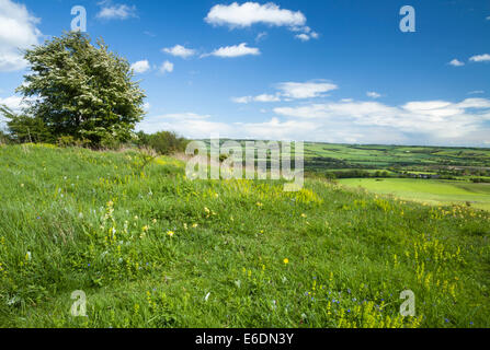 Wildblumen wachsen auf dem Kalkgrasland von Beacon Hill mit Blick über das Meon Valley, South Downs National Park, Hampshire, England Stockfoto