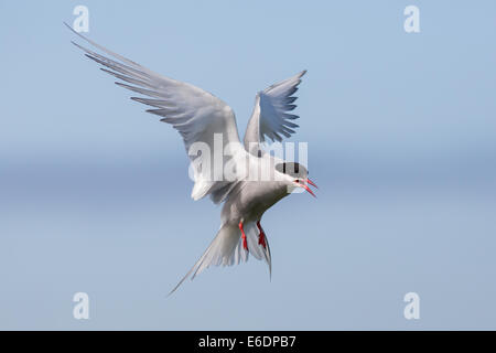 Küstenseeschwalbe auf den Farne Islands, Standort nisten zu schützen Stockfoto