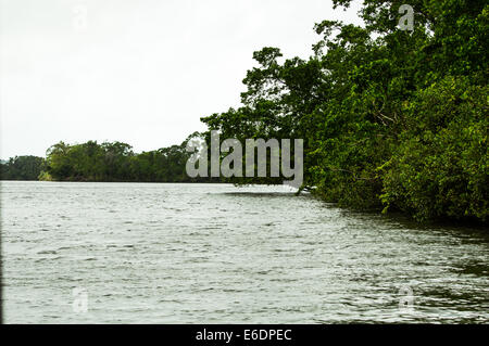 Daintree River, Nord-Queensland-Australien Stockfoto