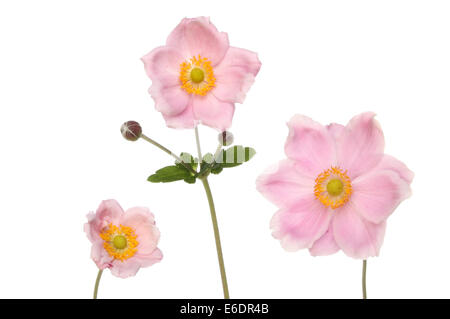 Drei Pastell rosa Anemone Blumen isoliert gegen weiß Stockfoto