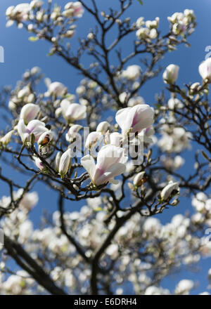 Magnolienbaum in voller Blüte Blüte gegen blauen Himmel Stockfoto