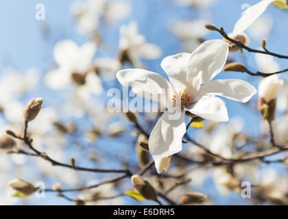 Magnolienbaum in voller Blüte Blüte gegen blauen Himmel Stockfoto