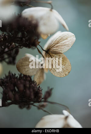 Hydrangea Macrophylla getrocknet Winter Blume Blau Hintergrund Stockfoto