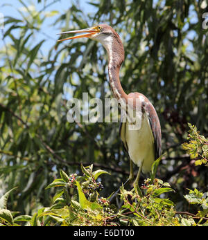 Ein junger dreifarbigen Reiher sitzt in einem Verschachtelung Baum. Stockfoto