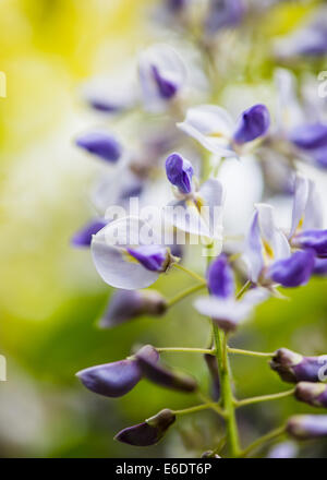 Glyzinien in Blüte Stockfoto