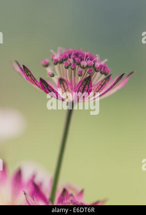 Astrantia große Rubra Stockfoto