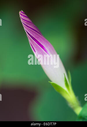 Morning Glory Sommerblume Ipomoea lila grün Stockfoto