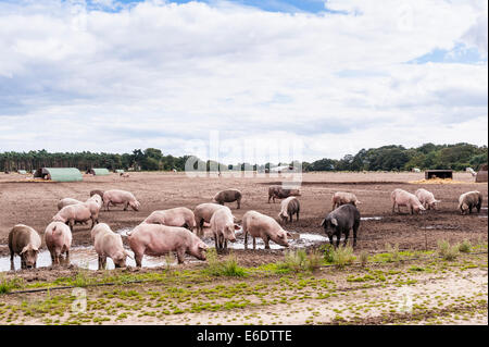 Einige Schweine suhlen im Schlamm in einem Feld in der Bucht Hithe, Suffolk, England, Großbritannien, Uk Stockfoto