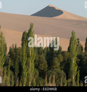 Bäume mit Sanddünen am berühmte Shan, Dunhuang, Jiuquan, Gansu Province, China Stockfoto