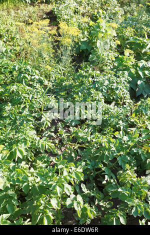 Kartoffeln-Betten im Garten im Sommertag Stockfoto