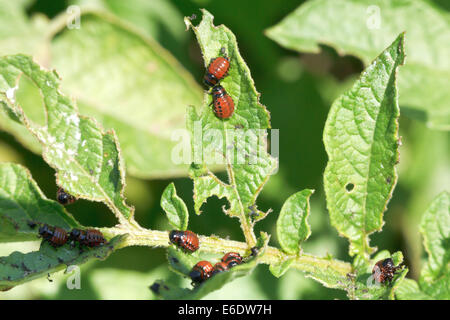 Kartoffel-Bug Larve in Kartoffeln Blätter im Garten Stockfoto