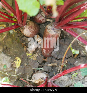 rote Rübe im Boden im Garten im Sommertag Stockfoto