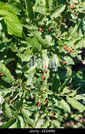 viele der Kartoffelkäfer Larve auf Kartoffel-Sträucher im Garten Stockfoto