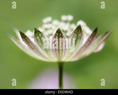 Nahaufnahme von Astrantia Major Stockfoto