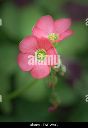 Lucky Clover "Eisernes Kreuz" Stockfoto