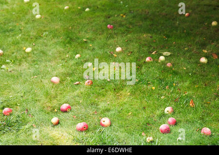 rote reife Äpfel liegen auf grünen Rasen im Sommertag Stockfoto
