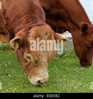 Ein Limousin-Stier Weiden auf kurzen Rasen in Schottland Stockfoto