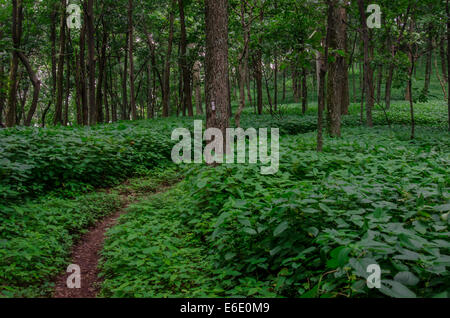 Der Appalachian Trail schlängelt sich durch dichten Laub im Sommer Stockfoto