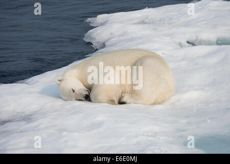 Männliche Eisbär Ursus Maritimus, schlafen auf einem Eisberg, Baffin Island, kanadische Arktis. Stockfoto