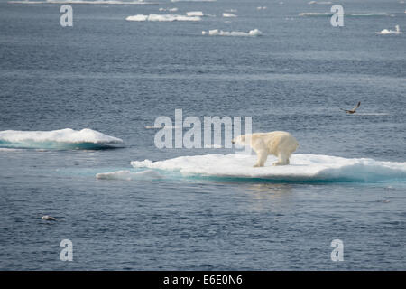 Männliche Eisbär Ursus Maritimus, auf einem Eisberg seinen Pelz, Baffin Island, kanadischen Arktis trocken schütteln. Stockfoto