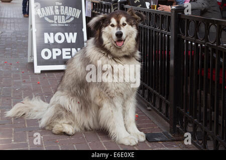 Alaskan Malamute Hund wartet auf seine Person an einer im Pub Restaurant auf Stephen Avenue. Stockfoto