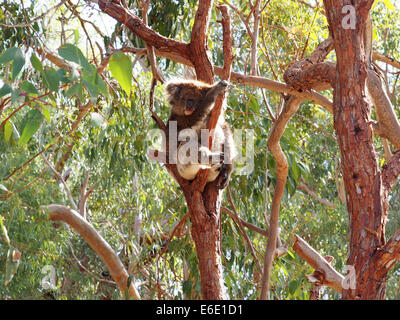Koala im Baum, Phascolarctos Cinereus, Australien Stockfoto