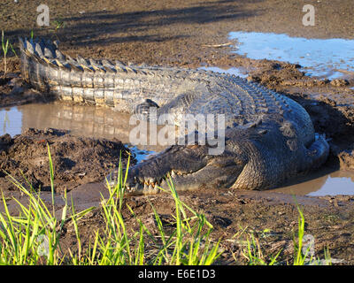 Salzwasser Leistenkrokodil, Crocodylus porosus Stockfoto