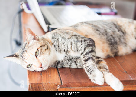 Siamkatze Festlegung auf Holztisch, Fotoarchiv Stockfoto