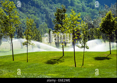 Bewässerung Sprinkler auf Golfplatz im frühen Morgenlicht. Stockfoto